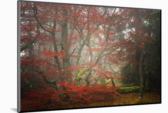 Foggy Woods-Philippe Sainte-Laudy-Mounted Photographic Print