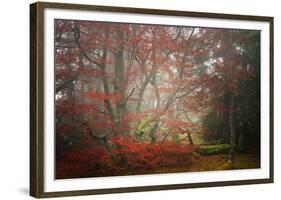 Foggy Woods-Philippe Sainte-Laudy-Framed Photographic Print