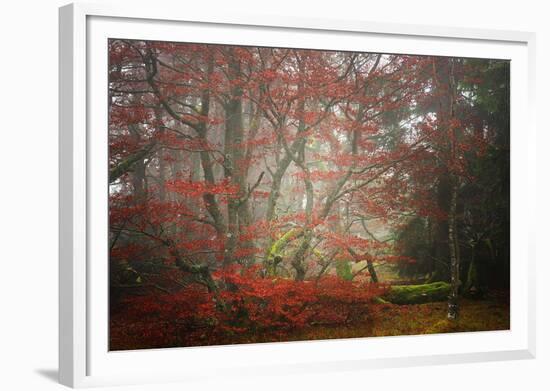 Foggy Woods-Philippe Sainte-Laudy-Framed Photographic Print