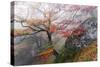 Foggy Woods-Stefan Hefele-Stretched Canvas
