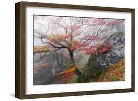 Foggy Woods-Stefan Hefele-Framed Giclee Print