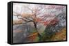 Foggy Woods-Stefan Hefele-Framed Stretched Canvas