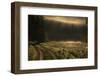 fogy morning-Allan Wallberg-Framed Photographic Print