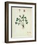 Fol.1275 Geranium (W/C on Paper)-French-Framed Premium Giclee Print