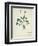 Fol.1275 Geranium (W/C on Paper)-French-Framed Premium Giclee Print