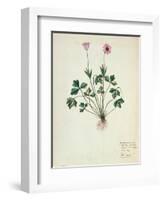 Fol.1275 Geranium (W/C on Paper)-French-Framed Premium Giclee Print