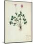 Fol.1275 Geranium (W/C on Paper)-French-Mounted Premium Giclee Print