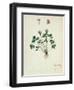 Fol.1275 Geranium (W/C on Paper)-French-Framed Giclee Print