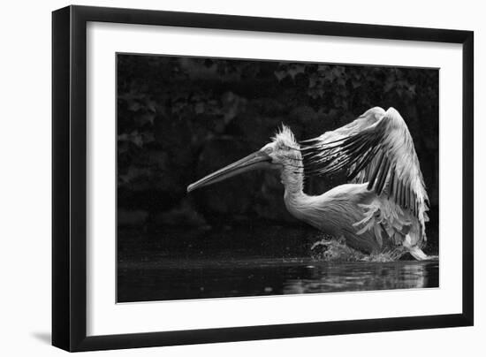 Folded Wings-C.S. Tjandra-Framed Photographic Print