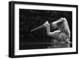 Folded Wings-C.S. Tjandra-Framed Photographic Print