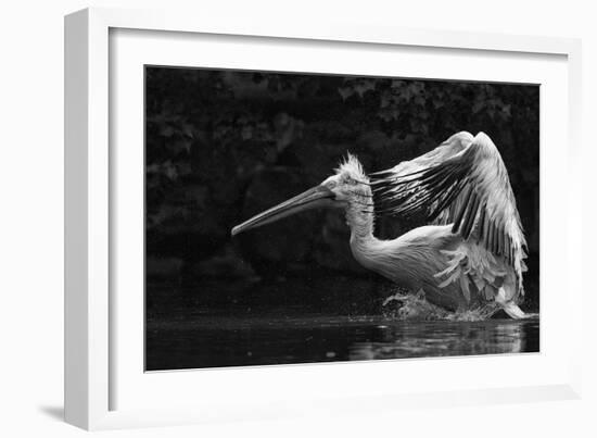 Folded Wings-C.S. Tjandra-Framed Photographic Print