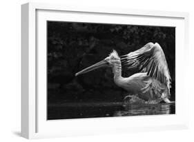 Folded Wings-C.S. Tjandra-Framed Photographic Print