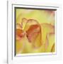 Folds-Michelle Wermuth-Framed Giclee Print