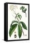 Foliage & Blooms II-Thomas Nuttall-Framed Stretched Canvas