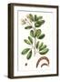 Foliage & Blooms III-Thomas Nuttall-Framed Art Print