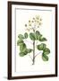 Foliage & Blooms IV-Thomas Nuttall-Framed Art Print