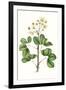 Foliage & Blooms IV-Thomas Nuttall-Framed Art Print