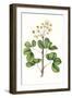 Foliage & Blooms IV-Thomas Nuttall-Framed Art Print