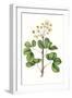 Foliage & Blooms IV-Thomas Nuttall-Framed Art Print