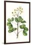 Foliage & Blooms IV-Thomas Nuttall-Framed Art Print