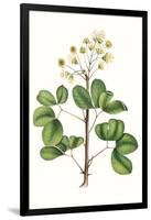 Foliage & Blooms IV-Thomas Nuttall-Framed Art Print