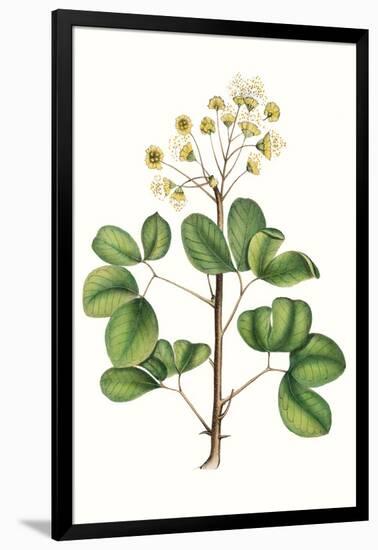 Foliage & Blooms IV-Thomas Nuttall-Framed Art Print