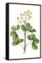 Foliage & Blooms IV-Thomas Nuttall-Framed Stretched Canvas