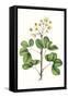 Foliage & Blooms IV-Thomas Nuttall-Framed Stretched Canvas