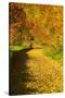 Foliage Covering Footpath at the Edge of a Forest, Ziegelroda Forest, Saxony-Anhalt-Andreas Vitting-Stretched Canvas