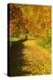 Foliage Covering Footpath at the Edge of a Forest, Ziegelroda Forest, Saxony-Anhalt-Andreas Vitting-Stretched Canvas