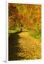 Foliage Covering Footpath at the Edge of a Forest, Ziegelroda Forest, Saxony-Anhalt-Andreas Vitting-Framed Premium Photographic Print