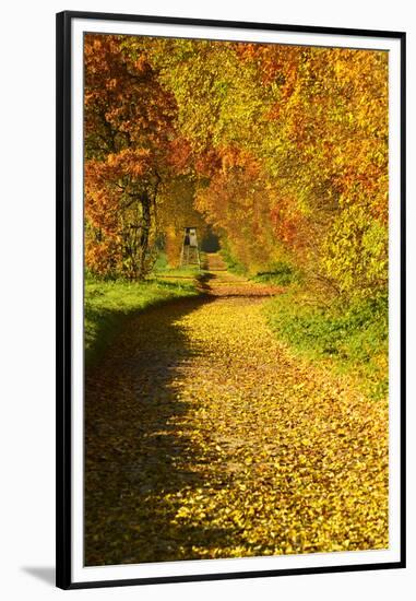 Foliage Covering Footpath at the Edge of a Forest, Ziegelroda Forest, Saxony-Anhalt-Andreas Vitting-Framed Premium Photographic Print