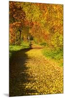 Foliage Covering Footpath at the Edge of a Forest, Ziegelroda Forest, Saxony-Anhalt-Andreas Vitting-Mounted Premium Photographic Print