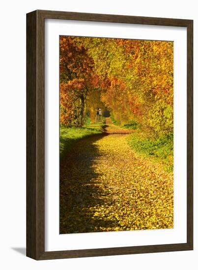 Foliage Covering Footpath at the Edge of a Forest, Ziegelroda Forest, Saxony-Anhalt-Andreas Vitting-Framed Photographic Print