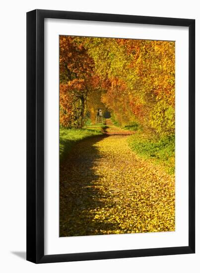 Foliage Covering Footpath at the Edge of a Forest, Ziegelroda Forest, Saxony-Anhalt-Andreas Vitting-Framed Photographic Print