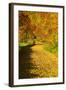 Foliage Covering Footpath at the Edge of a Forest, Ziegelroda Forest, Saxony-Anhalt-Andreas Vitting-Framed Photographic Print