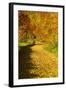 Foliage Covering Footpath at the Edge of a Forest, Ziegelroda Forest, Saxony-Anhalt-Andreas Vitting-Framed Photographic Print