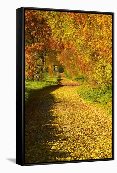Foliage Covering Footpath at the Edge of a Forest, Ziegelroda Forest, Saxony-Anhalt-Andreas Vitting-Framed Stretched Canvas