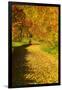 Foliage Covering Footpath at the Edge of a Forest, Ziegelroda Forest, Saxony-Anhalt-Andreas Vitting-Framed Photographic Print