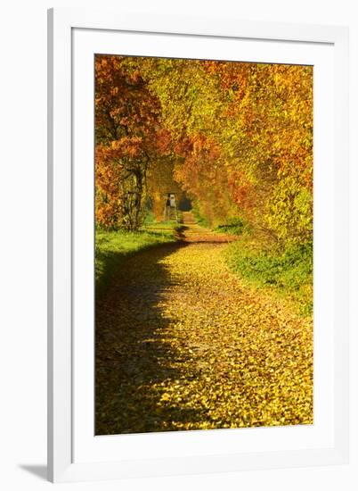 Foliage Covering Footpath at the Edge of a Forest, Ziegelroda Forest, Saxony-Anhalt-Andreas Vitting-Framed Photographic Print