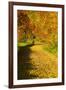 Foliage Covering Footpath at the Edge of a Forest, Ziegelroda Forest, Saxony-Anhalt-Andreas Vitting-Framed Photographic Print