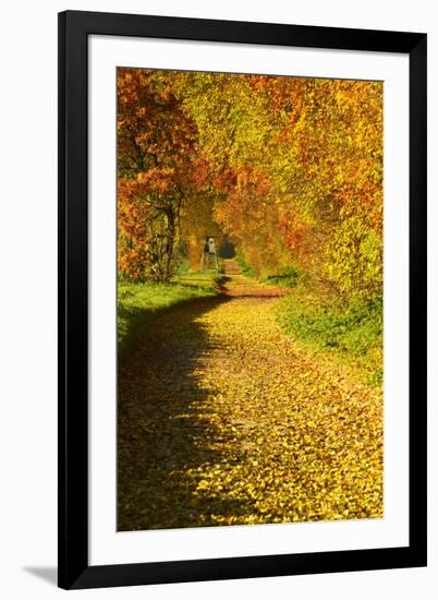 Foliage Covering Footpath at the Edge of a Forest, Ziegelroda Forest, Saxony-Anhalt-Andreas Vitting-Framed Photographic Print