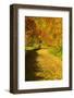 Foliage Covering Footpath at the Edge of a Forest, Ziegelroda Forest, Saxony-Anhalt-Andreas Vitting-Framed Photographic Print