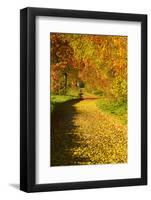 Foliage Covering Footpath at the Edge of a Forest, Ziegelroda Forest, Saxony-Anhalt-Andreas Vitting-Framed Photographic Print