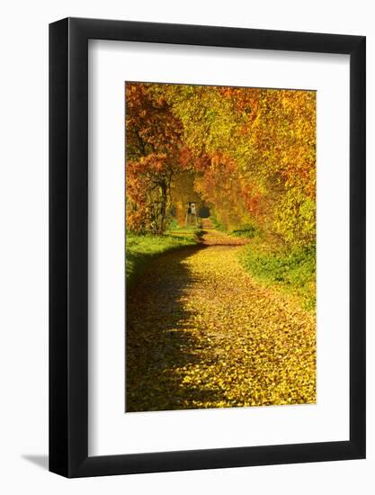 Foliage Covering Footpath at the Edge of a Forest, Ziegelroda Forest, Saxony-Anhalt-Andreas Vitting-Framed Photographic Print