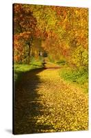 Foliage Covering Footpath at the Edge of a Forest, Ziegelroda Forest, Saxony-Anhalt-Andreas Vitting-Stretched Canvas