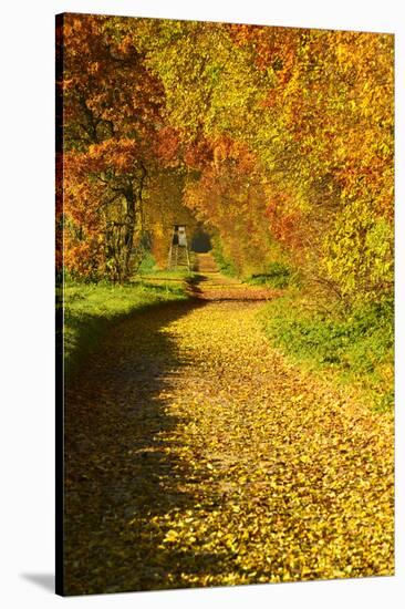 Foliage Covering Footpath at the Edge of a Forest, Ziegelroda Forest, Saxony-Anhalt-Andreas Vitting-Stretched Canvas