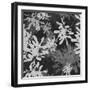 Foliage Dark 2-Melody Hogan-Framed Art Print