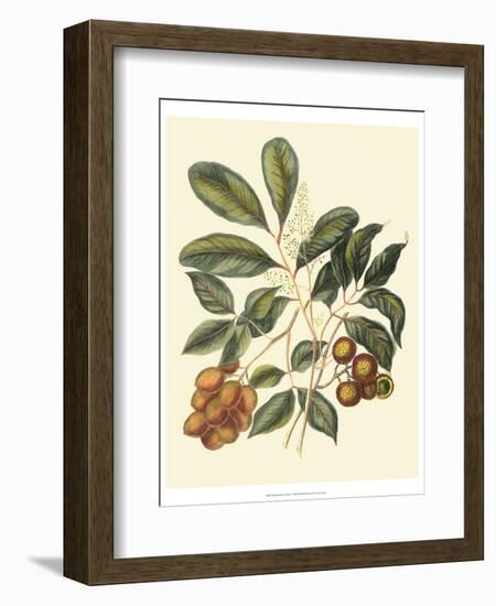 Foliage, Flowers and Fruit I-Vision Studio-Framed Art Print