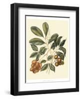 Foliage, Flowers and Fruit I-Vision Studio-Framed Art Print